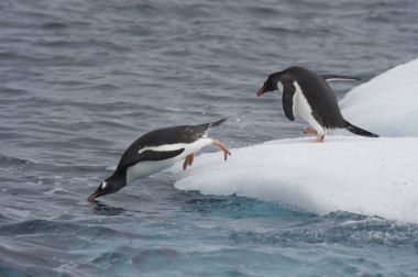 Gentoo Penguin jump in water clipart