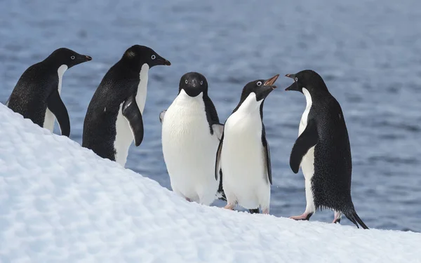 アデリー ペンギン ジャンプ — ストック写真