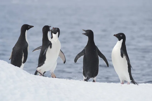 Adelie salto de pingüino — Foto de Stock