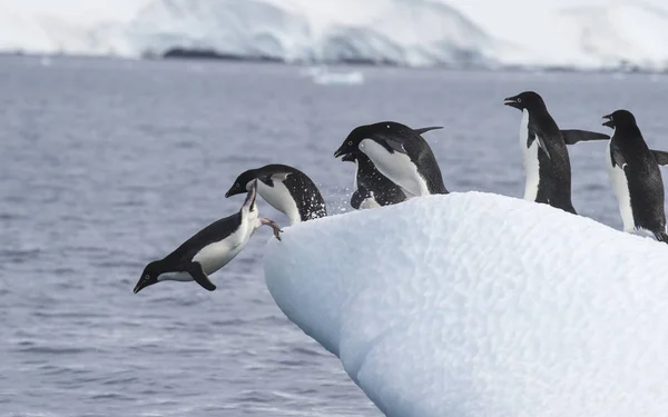 Adelie salto de pingüino — Foto de Stock
