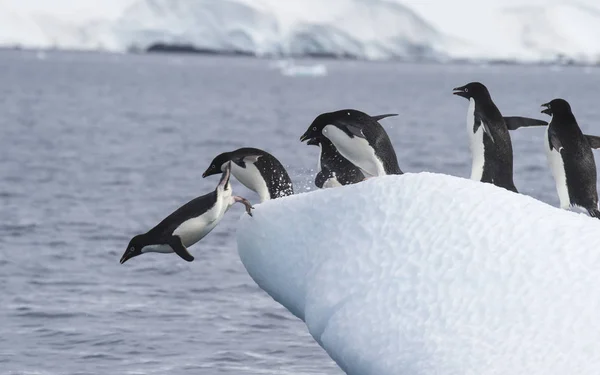 Adelie Pinguim salto — Fotografia de Stock