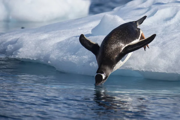 Gentoo Penguin hoppa i vatten — Stockfoto