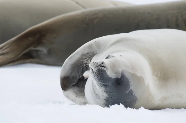 Sellos de cangrejo en el hielo . — Foto de Stock