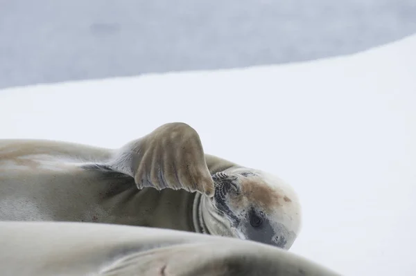 Crabeater zeehonden op het ijs. — Stockfoto
