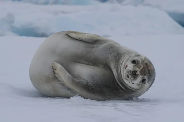 Crabeater seals on the ice. — Stock Photo, Image