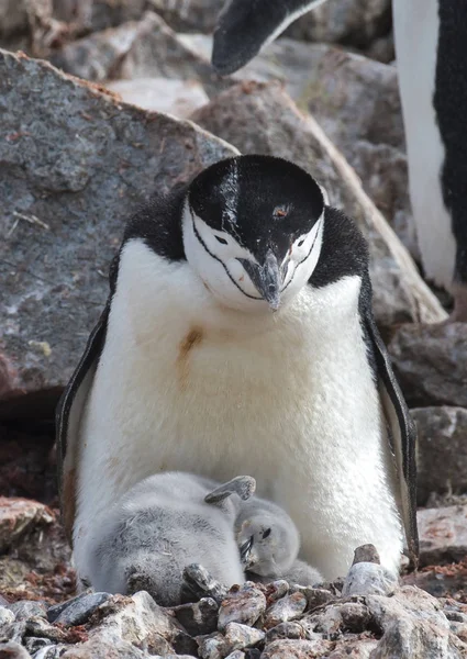 Chinstrap Pinguino con pulcino — Foto Stock