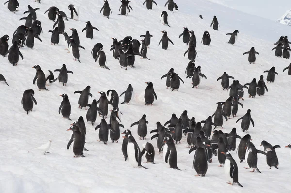 Gentoo Pinguine spazieren im Schnee — Stockfoto