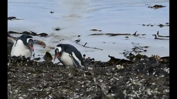 Gentoo Penguins vuelve caminando al nido — Vídeo de stock