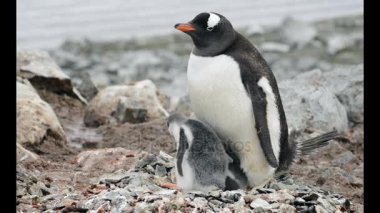 Yuvadaki piliçle Gentoo pengueni