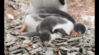 Yuvadaki piliçle Gentoo pengueni