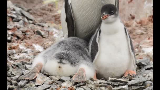 Gentoo πιγκουίνος με νεοσσών στη φωλιά — Αρχείο Βίντεο