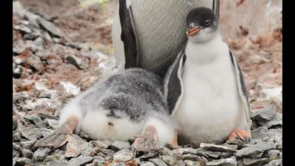 Gentoo Pingüino con polluelos en el nido — Vídeos de Stock