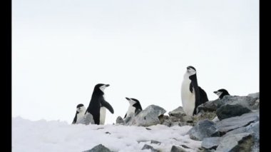 Miğfer penguenleri yuva üzerinde