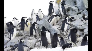 Miğfer penguenleri yuva üzerinde