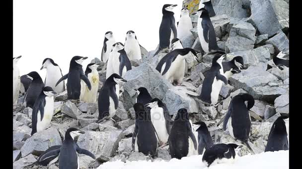 Pingüinos Chinstrap en el nido — Vídeo de stock
