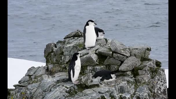 Чіпп-пінгвіни на гнізді — стокове відео