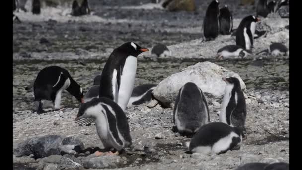 Gentoo Pinguin mit Küken im Nest — Stockvideo