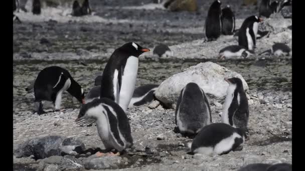 Gentoo Penguin med ungarna i boet — Stockvideo