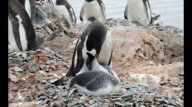 Yuvadaki piliçle Gentoo pengueni