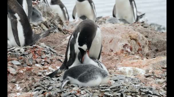 Gentoo Penguin med ungarna i boet — Stockvideo