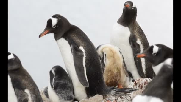 Gentoo Penguin med ungarna i boet — Stockvideo