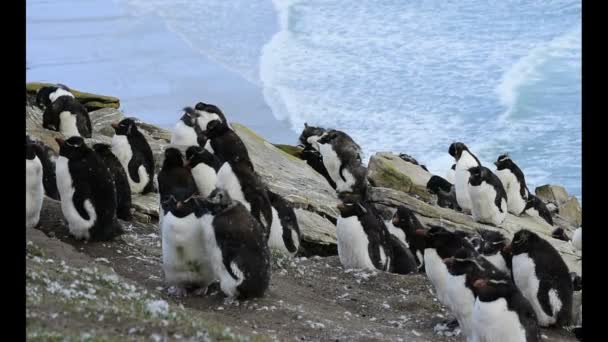 Rockhopper penguen kolonisi — Stok video