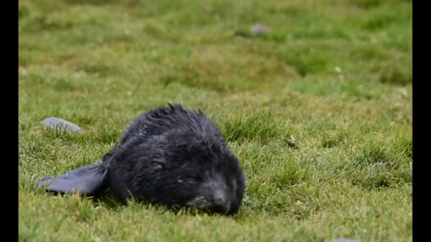Antarctic bulu anjing laut di rumput — Stok Video