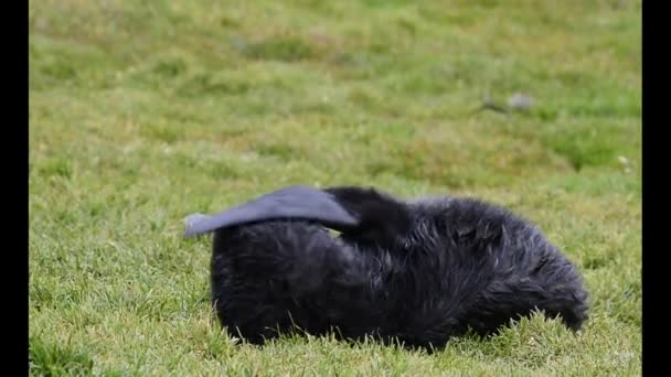 Antarctic fur seal pup in the grass — Stock Video