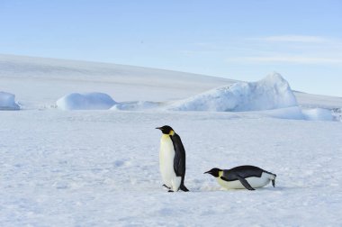 Kar üzerinde iki İmparator penguenler