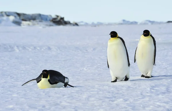 Три пингвина-императора на снегу — стоковое фото