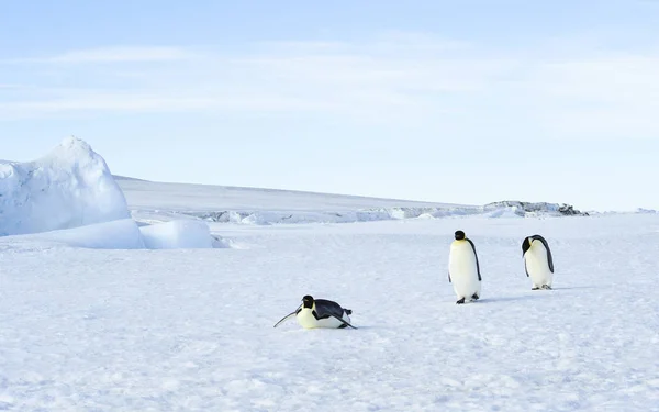 Tre pinguini imperatore sulla neve — Foto Stock