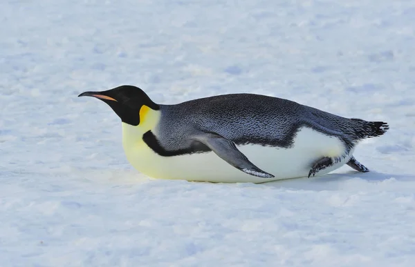 Kaiserpinguin im Schnee — Stockfoto