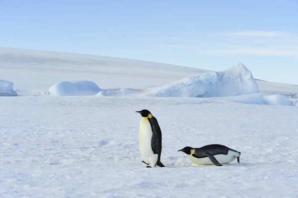 Due pinguini imperatore sulla neve — Foto Stock