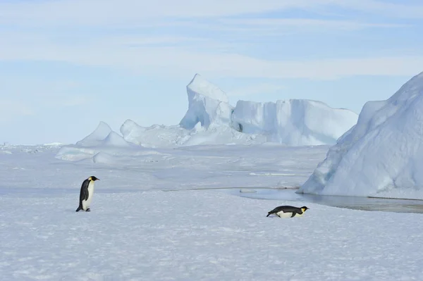 雪の上の 2 つの皇帝ペンギン — ストック写真