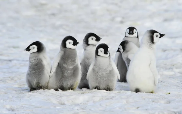Pulcini imperatore pinguini — Foto Stock