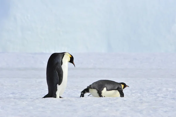 Два Імператорські пінгвіни на снігу — стокове фото