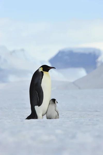 Pinguins imperador com pinto — Fotografia de Stock