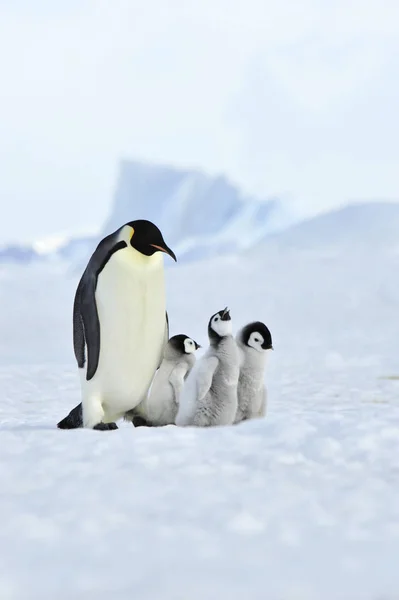 Pinguins imperador com pinto — Fotografia de Stock