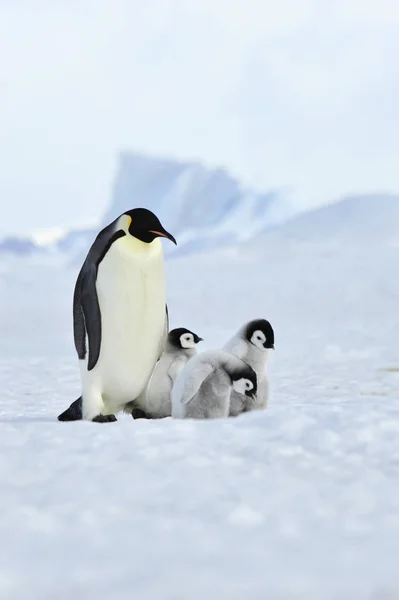 Імператорські пінгвіни прохолодним курча — стокове фото