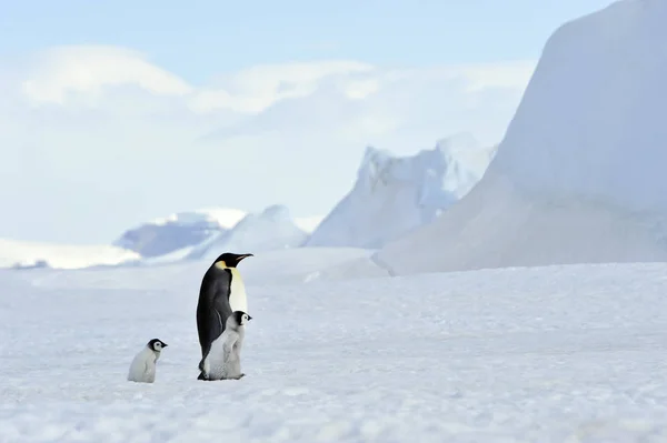 Pinguins imperador com pinto — Fotografia de Stock