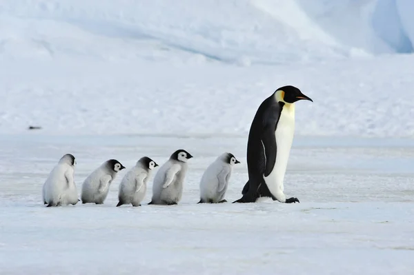 Emperador pingüinos con polluelo — Foto de Stock