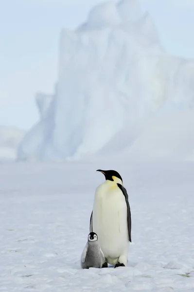 Imperatore Pinguini con pulcino — Foto Stock