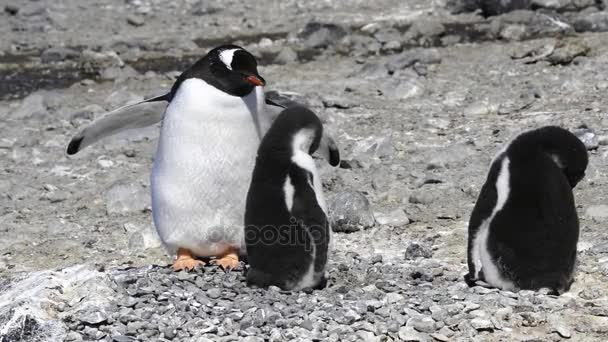 Генту Пінгвін з пташенятами на гнізді. — стокове відео