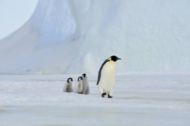 İmparator penguenler piliç ile