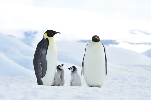 Emperador pingüinos con polluelo — Foto de Stock