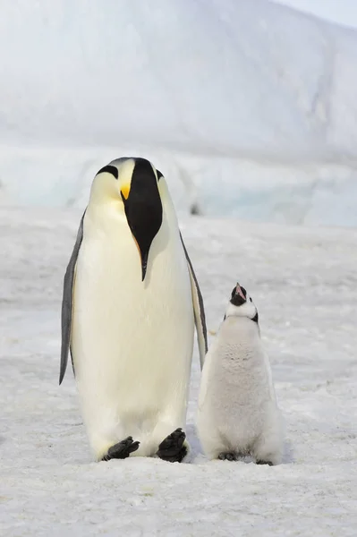 Imperatore Pinguino con pulcino — Foto Stock