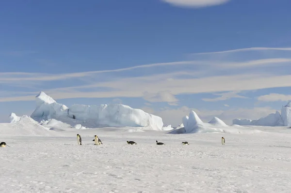 雪の上の皇帝ペンギン — ストック写真