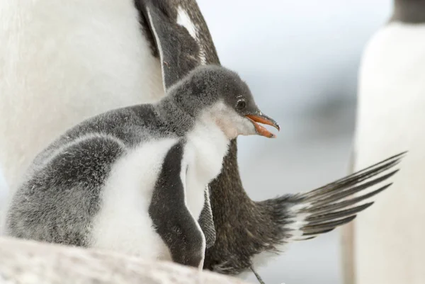 Pinguim Gentoo adulto com pinto . — Fotografia de Stock