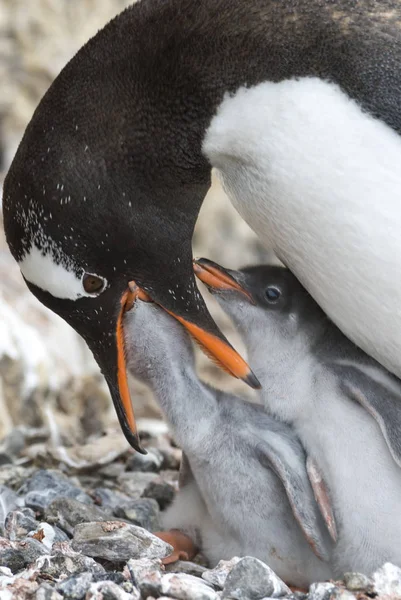 Pingouin Gentoo adulte avec poussin . — Photo