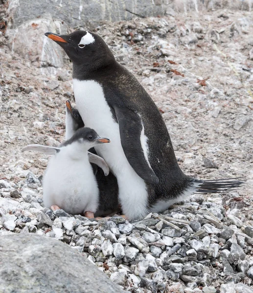 Adult Gentoo penguiN with chick. Royalty Free Stock Photos